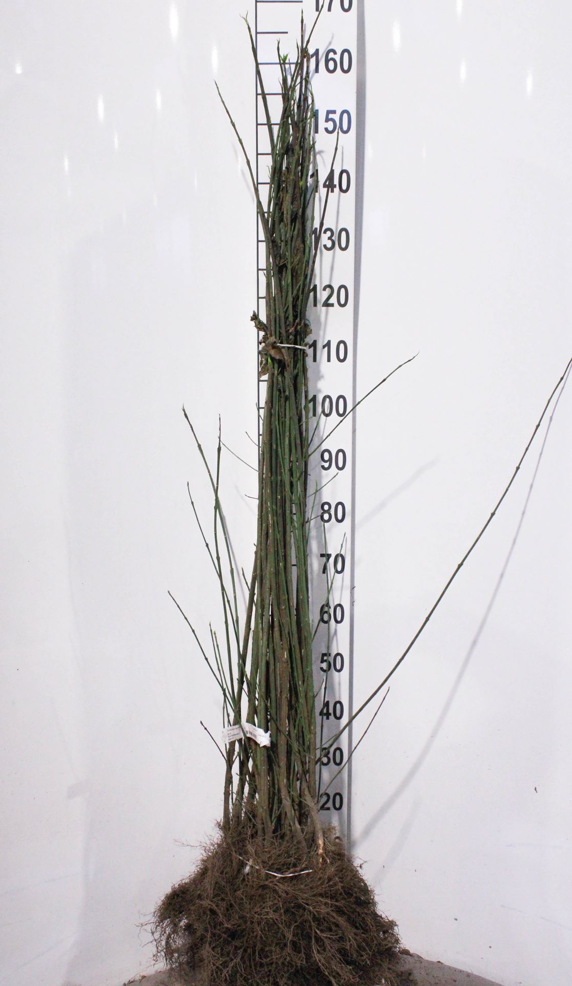 Euonymus europaeus - blote wortel - 90-120 cm afbeelding