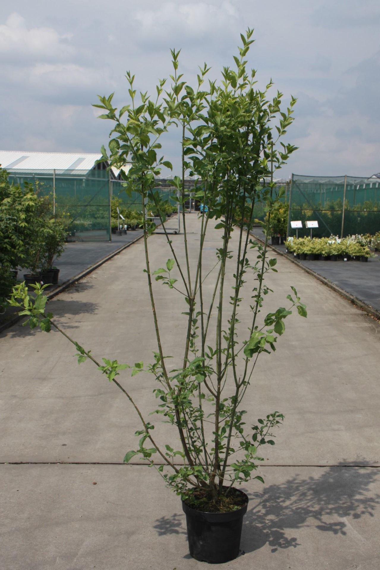 Euonymus europaeus - pot 10L - 80-100 cm - Wilde kardinaalsmuts / Gewone kardinaalsmuts afbeelding