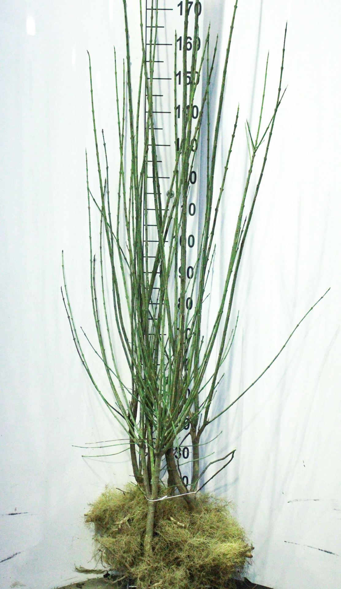 Euonymus europaeus - blote wortel - 100-125 cm - 3-5 takken afbeelding