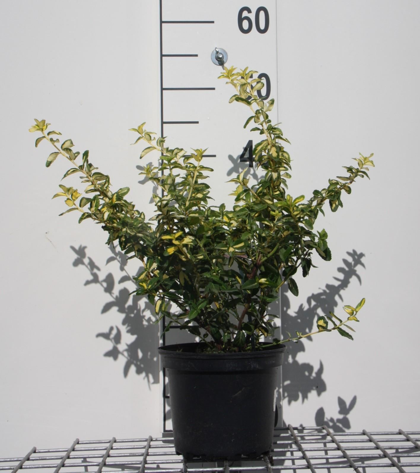 Euonymus fortunei 'Interbolwi' (Blondy) - pot - 20-30 cm