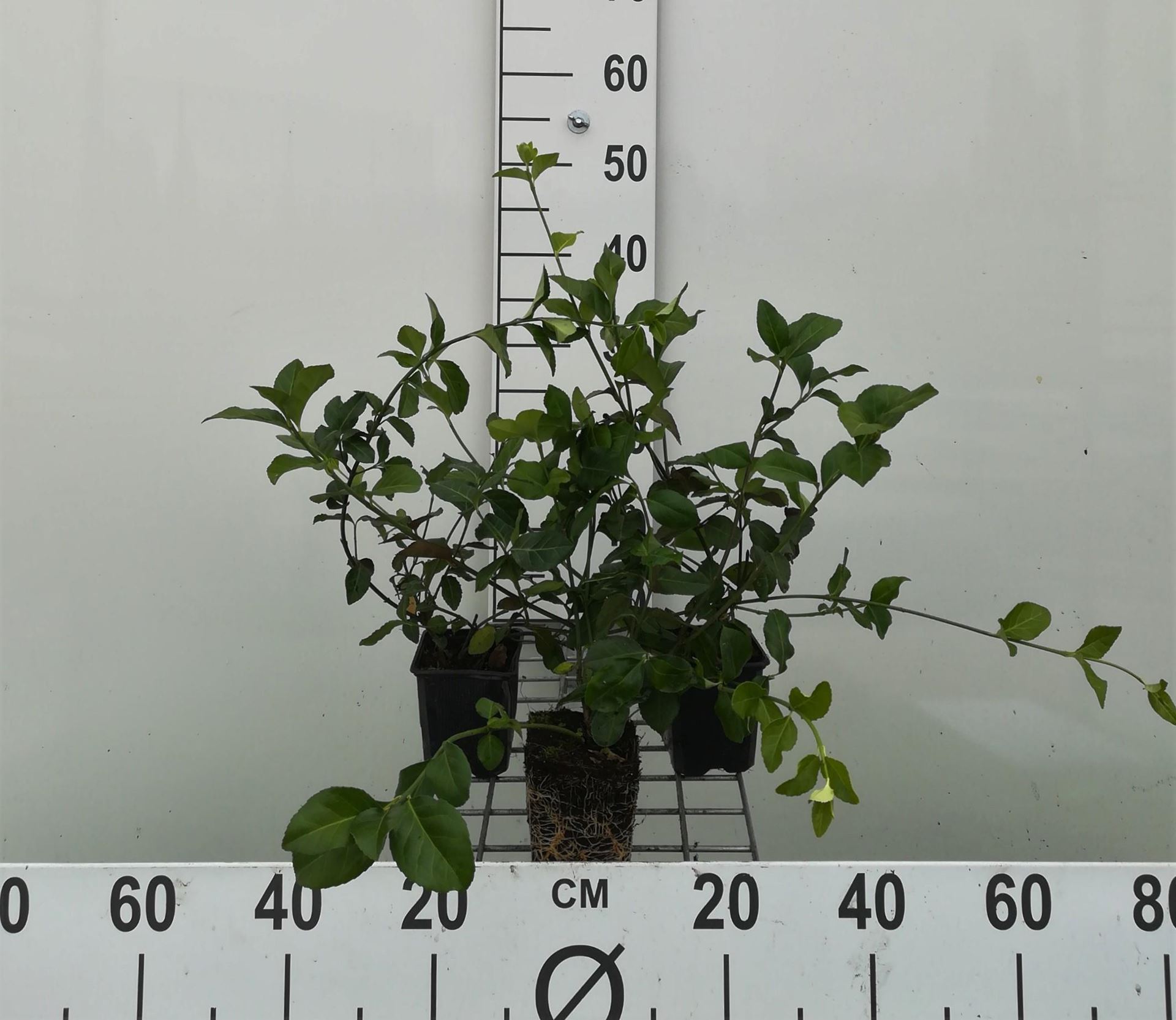 Euonymus fortunei'Dart's Blanket'- pot 9x9 cm afbeelding