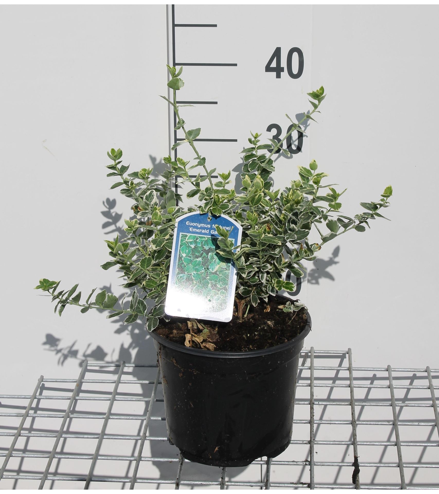 Euonymus fortunei'Emerald Gaiety'- pot - 20-30 cm afbeelding
