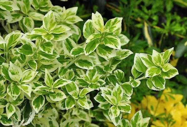 Euonymus fortunei'Emerald Gaiety'- pot 9x9 cm afbeelding