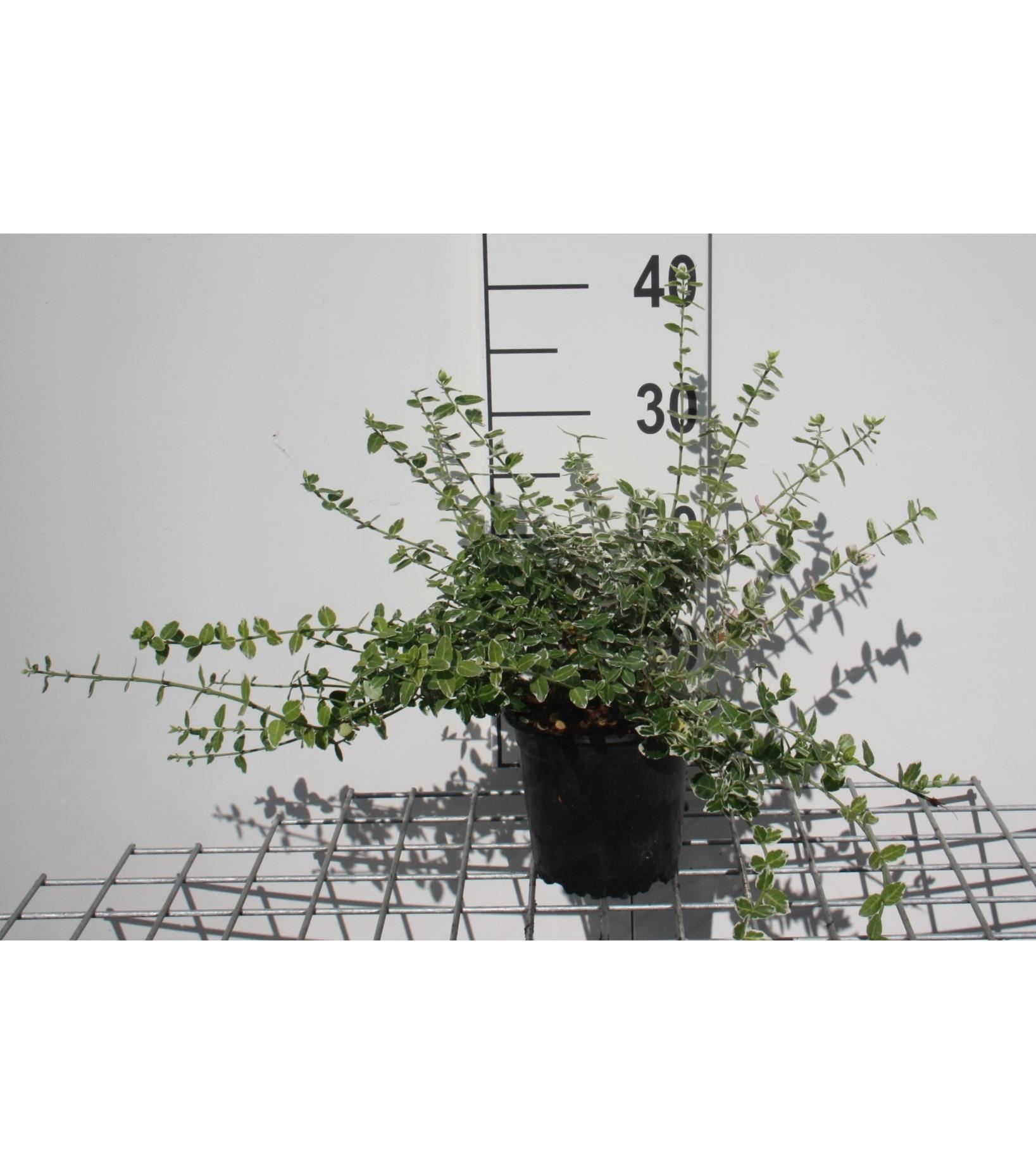 Euonymus fortunei'Emerald Gaiety'- pot 1,3L - 15-20 cm afbeelding
