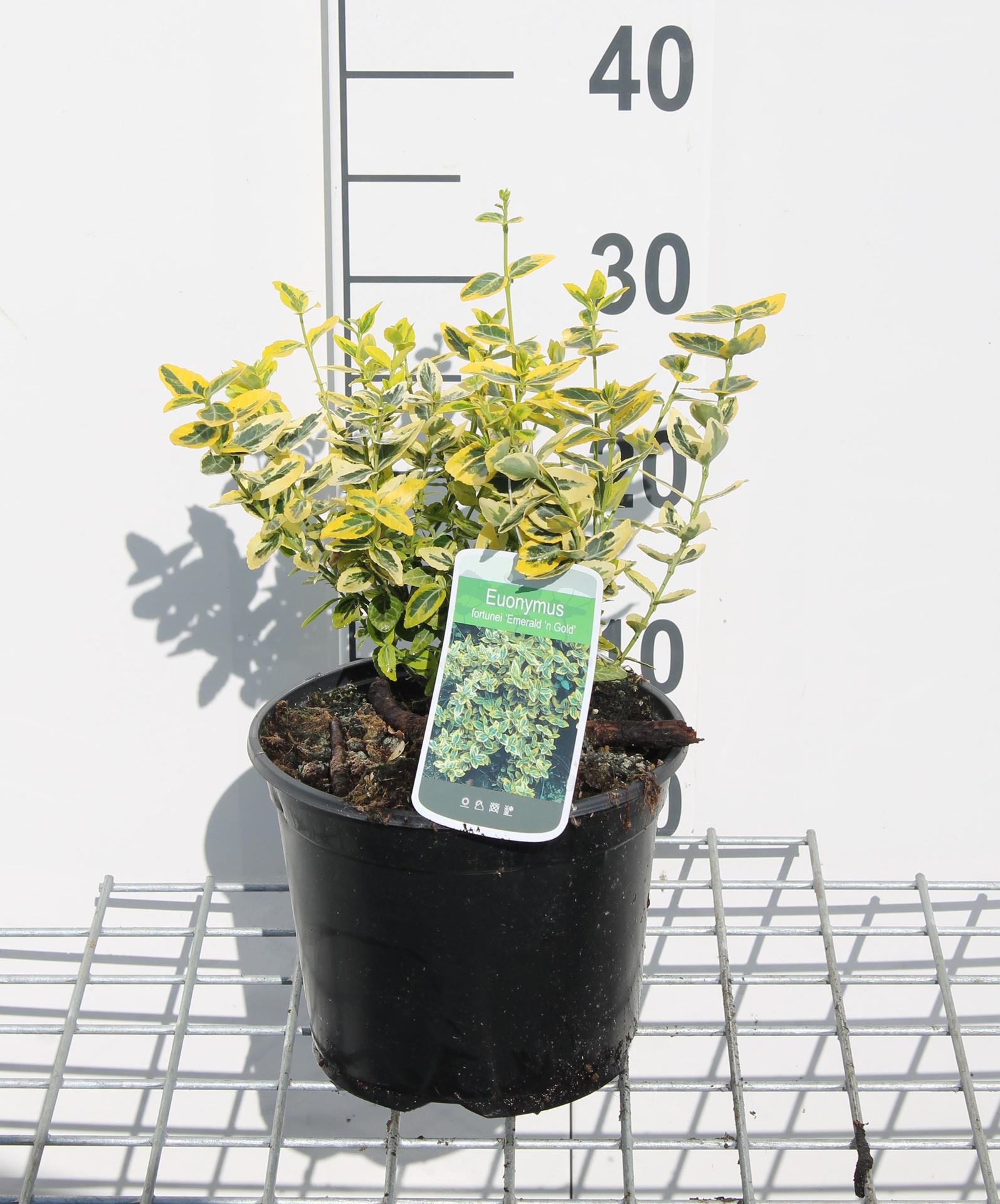 Euonymus fortunei'Emerald'n'Gold'- pot - 20-30 cm afbeelding