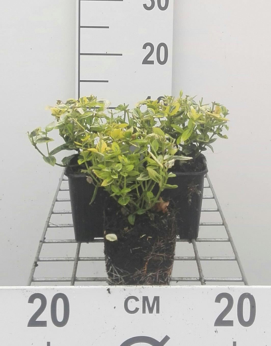 Euonymus fortunei'Emerald'n'Gold'- pot 9x9 cm - Kardinaalsmuts afbeelding