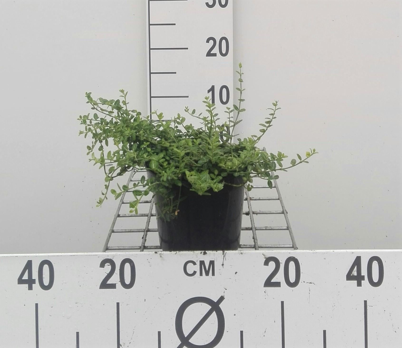 Euonymus fortunei'Minimus'- pot - 15-20 cm afbeelding