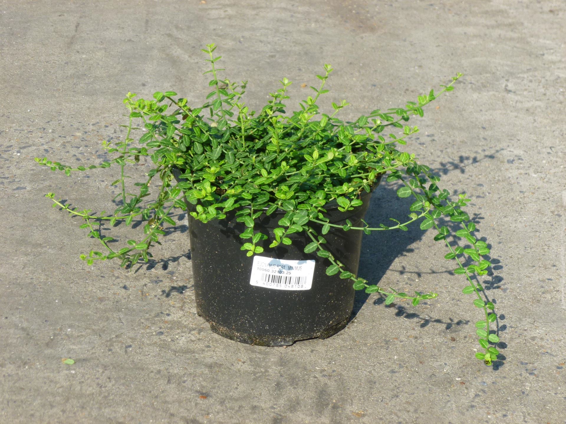 Euonymus fortunei'Minimus'- pot - 20-25 cm afbeelding