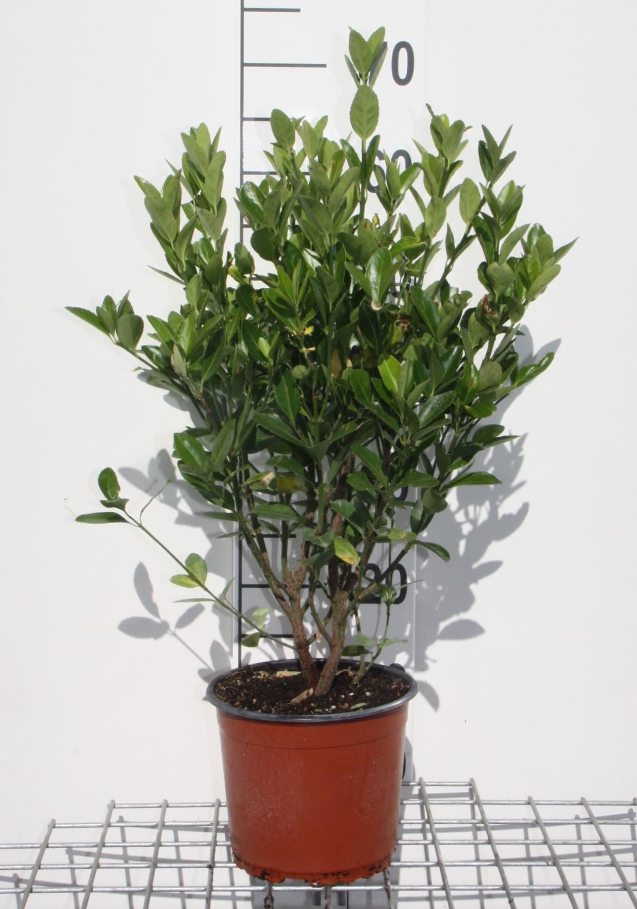 Euonymus japonicus - pot 3L - 40-60 cm - Japanse kardinaalsmuts / Klimkardinaalsmuts afbeelding