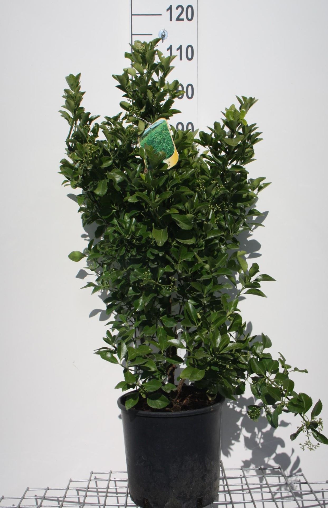 Euonymus japonicus - pot 10L - 60-80 cm afbeelding