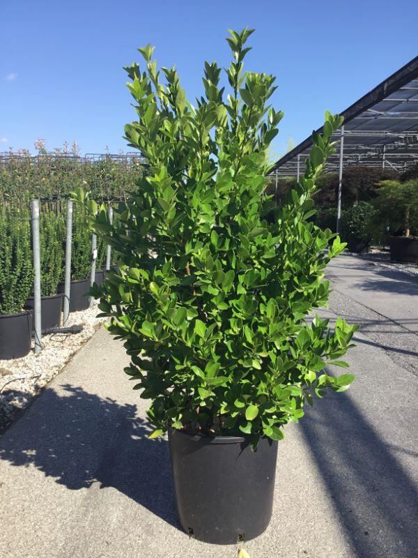 Euonymus japonicus - pot 18L - 80-100 cm