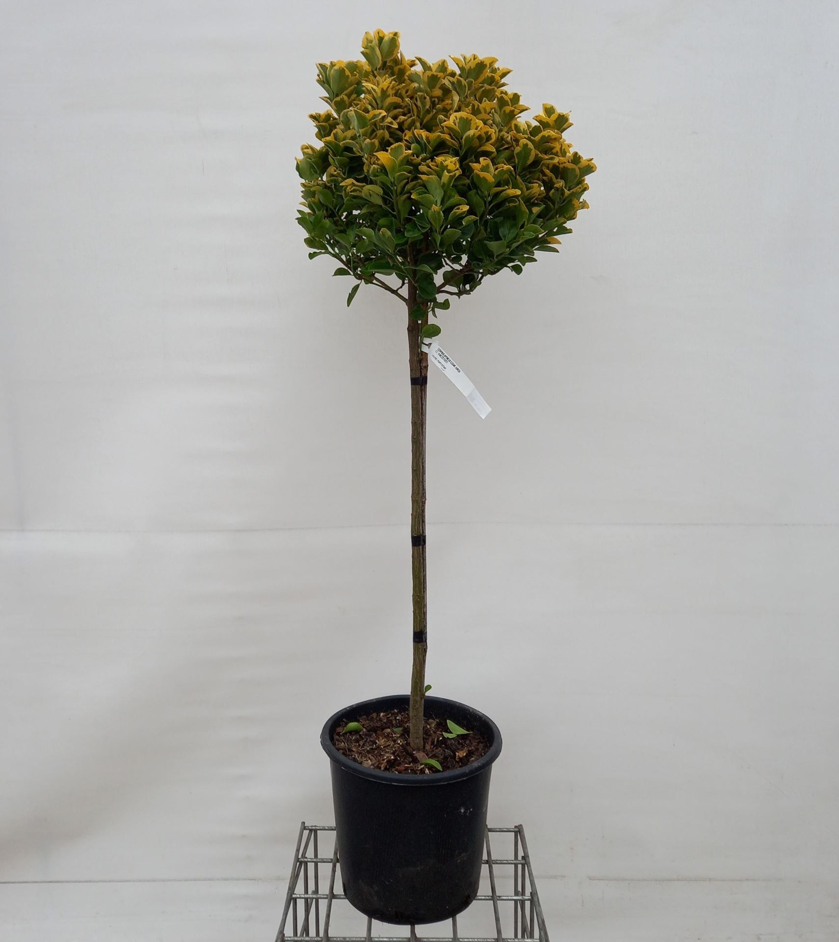 Euonymus japonicus'Aureomarginatus'- pot 18L - halfstam boom afbeelding