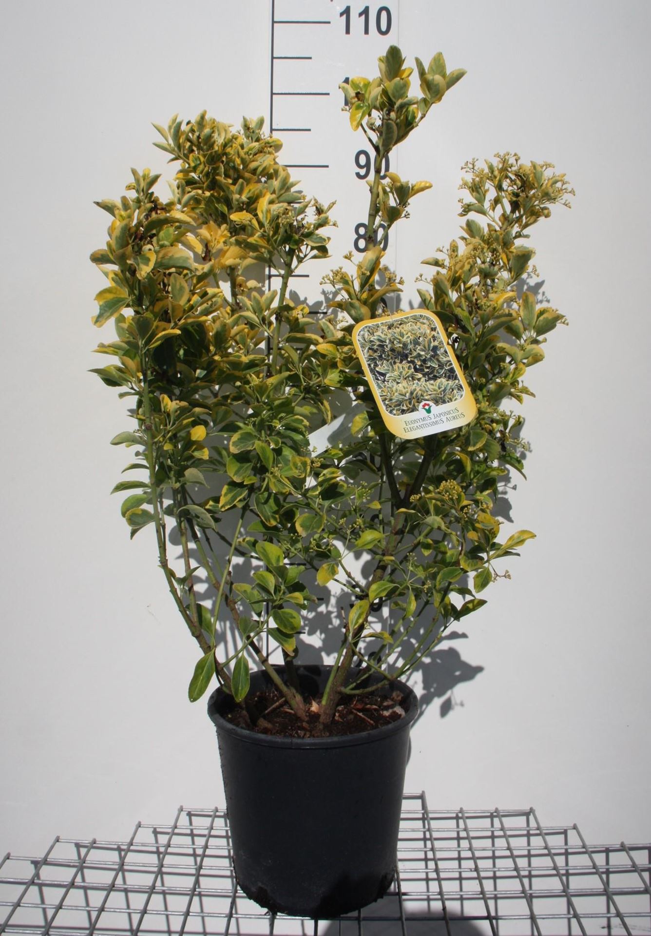 Euonymus japonicus'Aureomarginatus'- pot 10L - 60-80 cm afbeelding