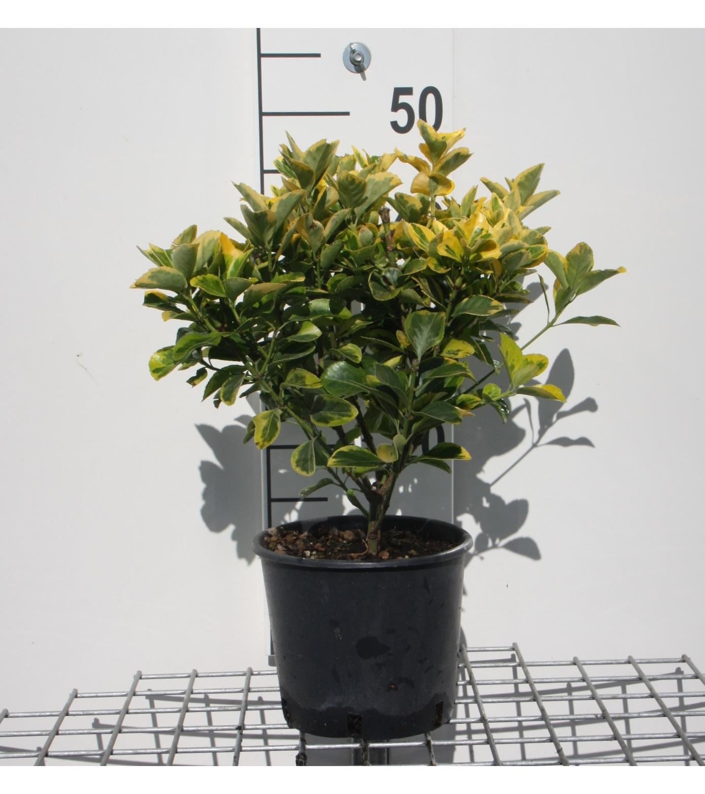 Euonymus japonicus'Aureomarginatus'- pot 3L - 40-50 cm afbeelding