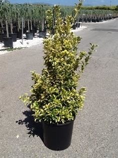 Euonymus japonicus'Aureomarginatus'- pot 18L - 80-100 cm afbeelding