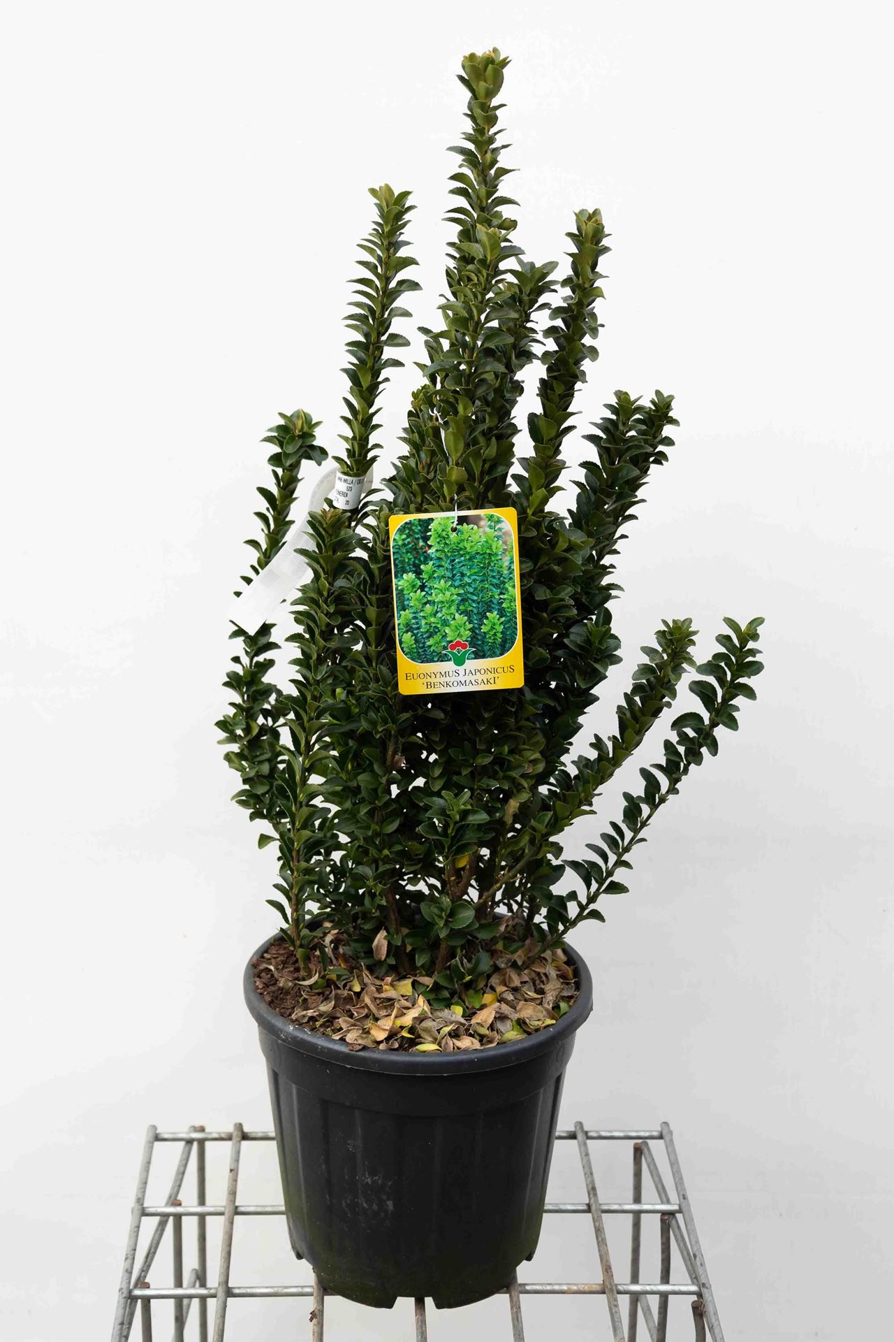 Euonymus japonicus'Green Spire'- pot 10L - 60-80 cm afbeelding