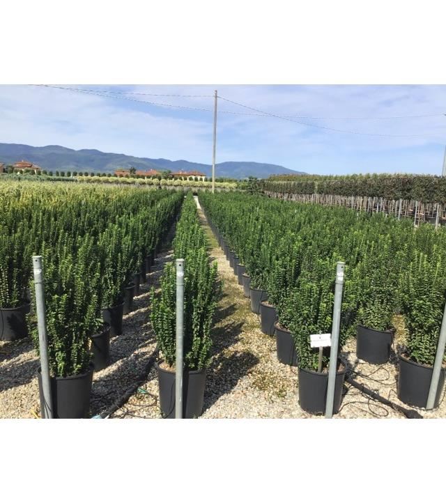 Euonymus japonicus'Green Spire'- pot 18L - 80-100 cm afbeelding