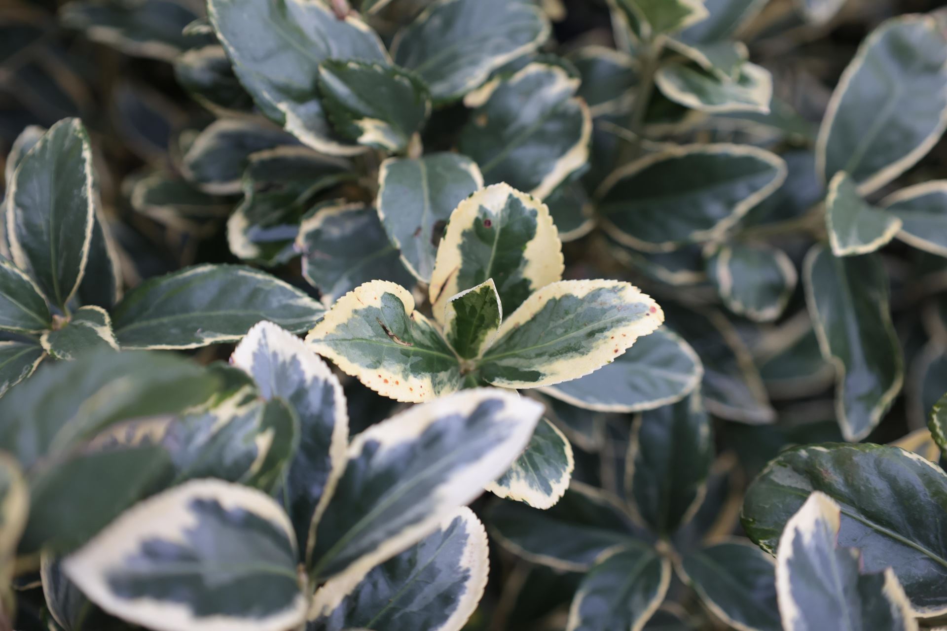 Euonymus japonicus'Bravo'- pot 18L - halfstam boom afbeelding