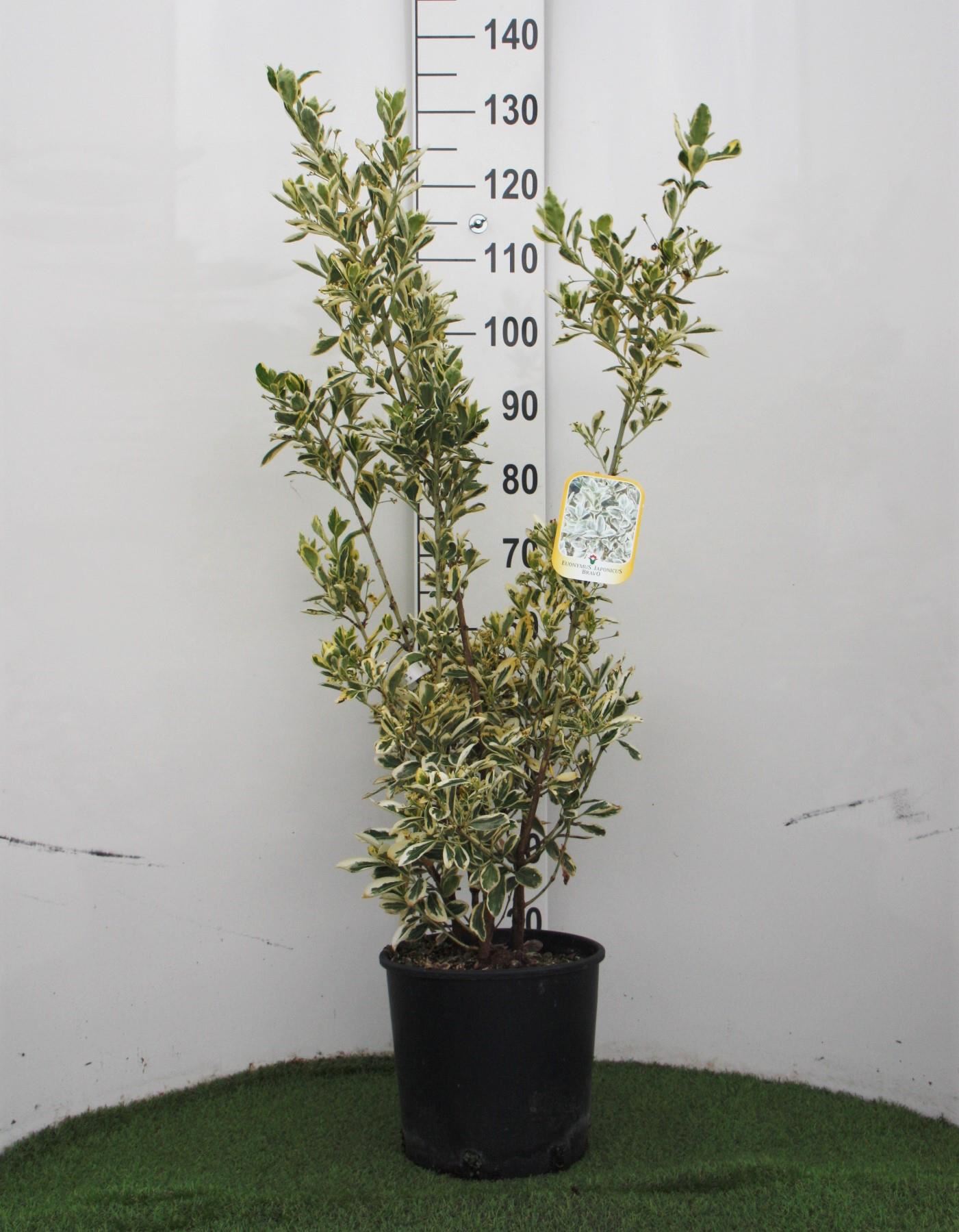 Euonymus japonicus'Bravo'- pot 10L - 60-80 cm afbeelding