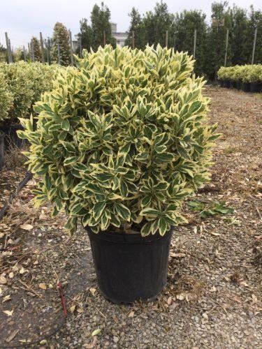 Euonymus japonicus 'Bravo' - pot 15L - bolvorm diameter 35-40 cm