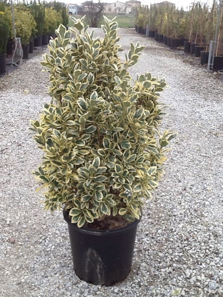 Euonymus japonicus'Bravo'- pot 18L - 80-100 cm afbeelding