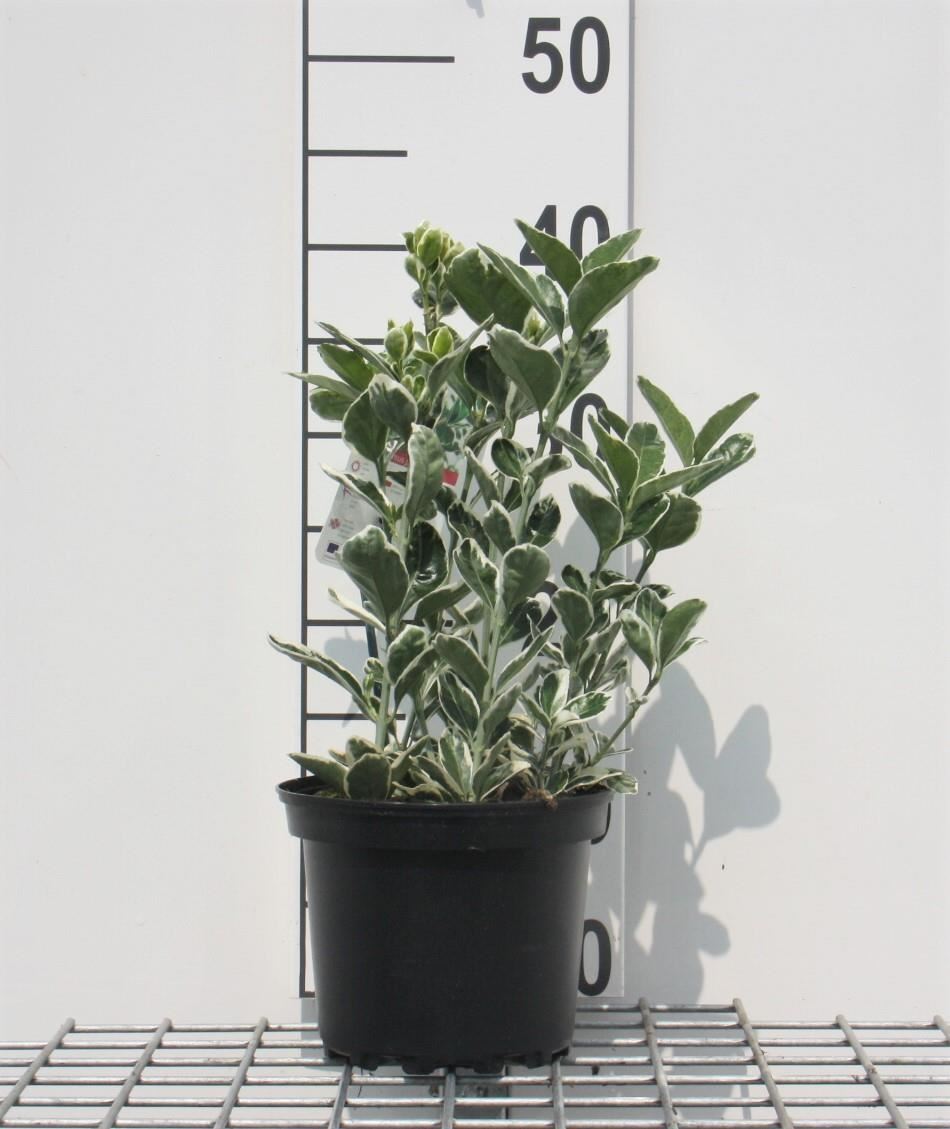 Euonymus japonicus'Kathy'- pot - 20-30 cm afbeelding