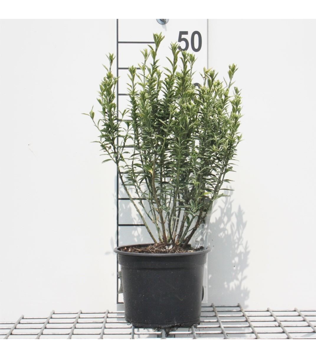 Euonymus japonicus'Microphyllus Albovariegatus'- pot - 20-30 cm afbeelding