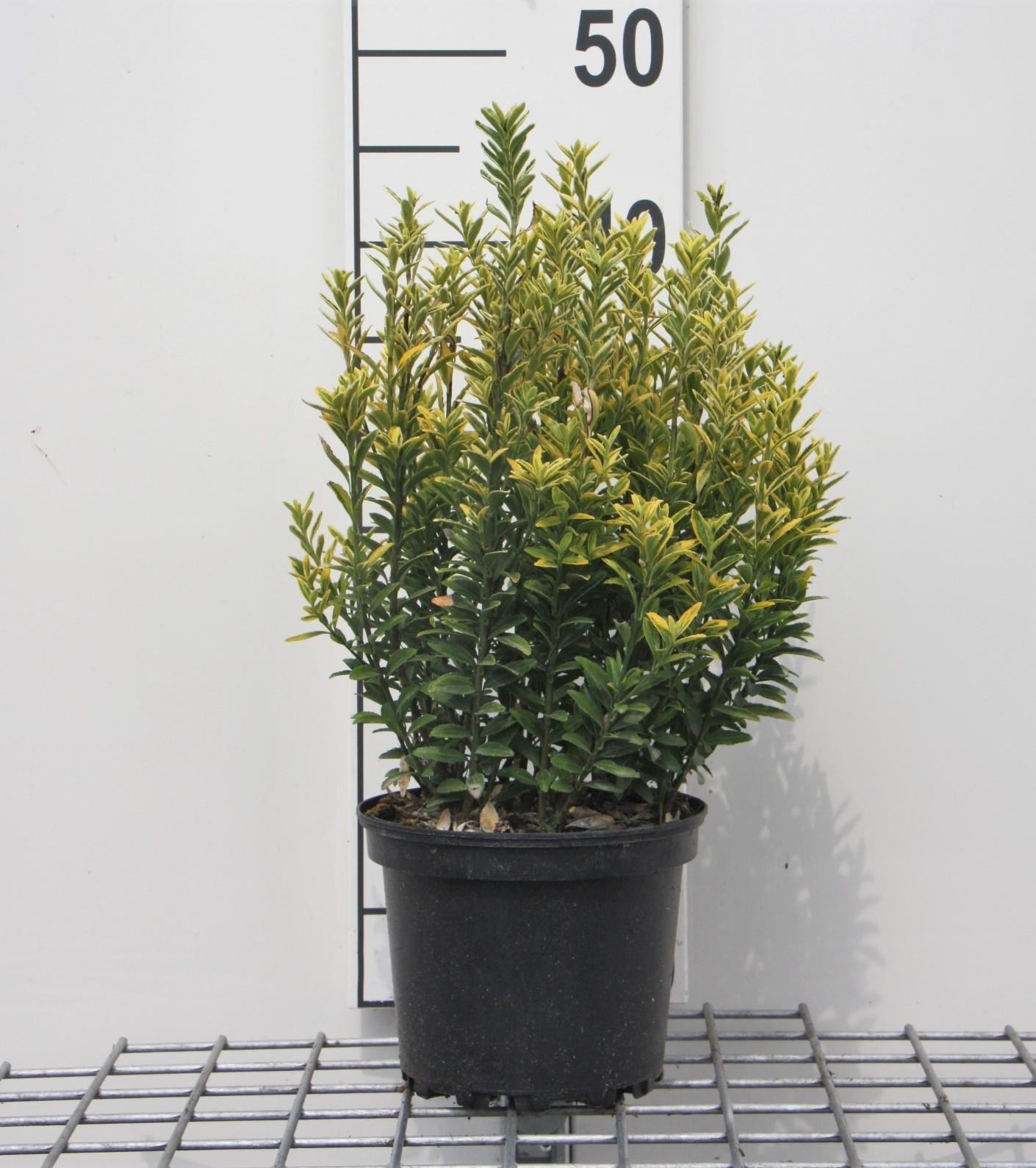 Euonymus japonicus'Microphyllus Aureovariegatus'- pot - 20-30 cm afbeelding