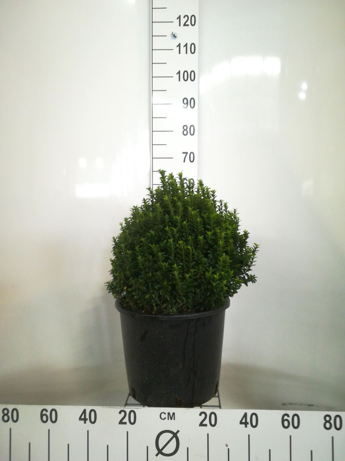 Euonymus japonicus'Microphyllus'- pot 15L - bolvorm diameter 35-40 cm afbeelding