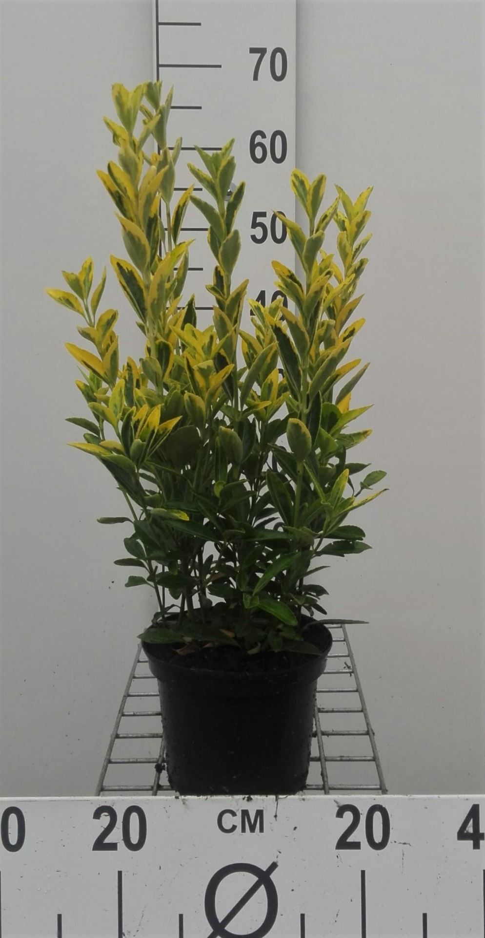 Euonymus japonicus'Ovatus Aureus'- pot - 20-30 cm afbeelding