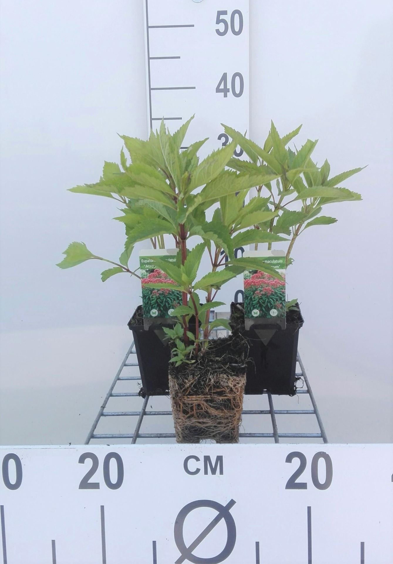 Eupatorium maculatum'Atropurpureum'- pot 9x9 cm - Leverkruid/Koninginnekruid afbeelding