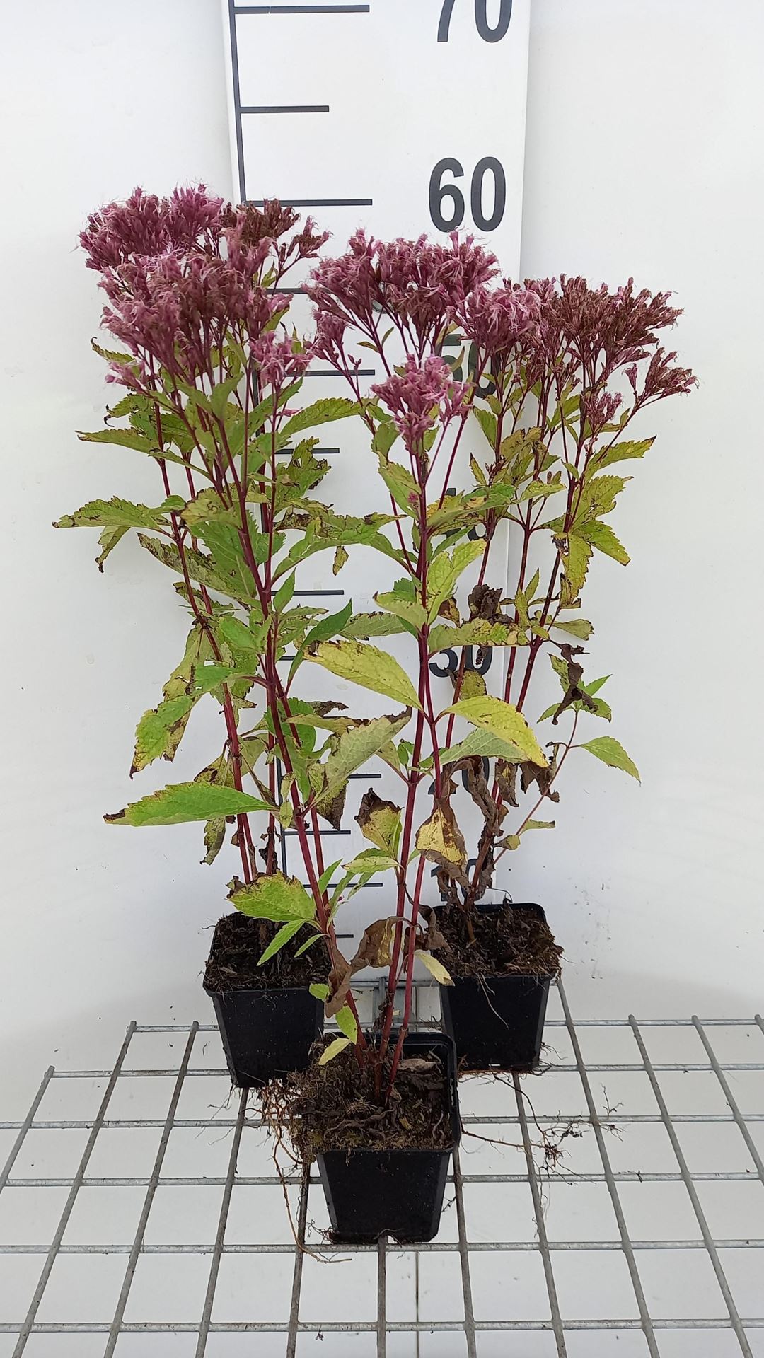 Eupatorium maculatum'Purple Bush'- pot 9x9 cm afbeelding