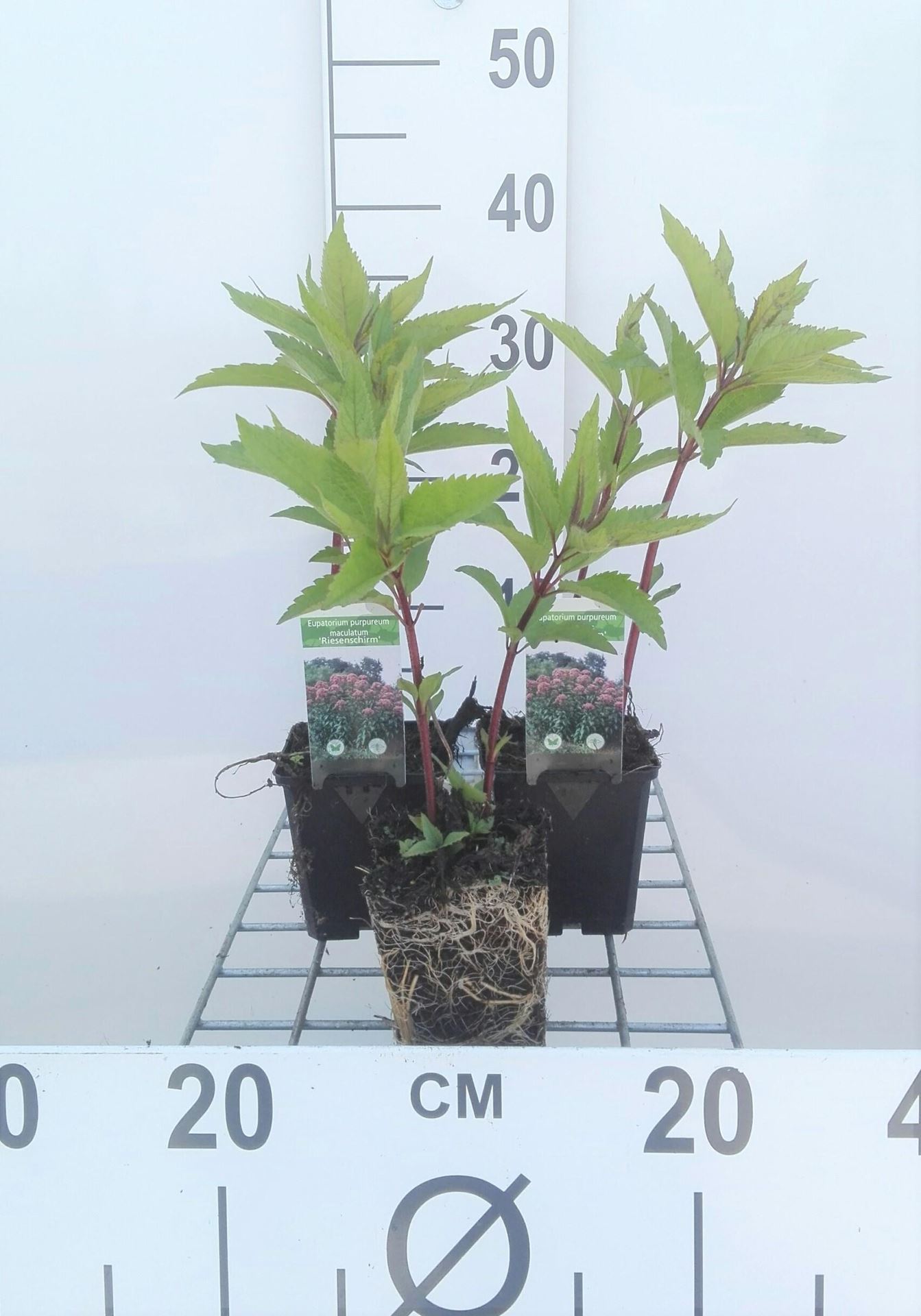 Eupatorium maculatum'Riesenschirm'- pot 9x9 cm - Leverkruid, Koninginnekruid afbeelding