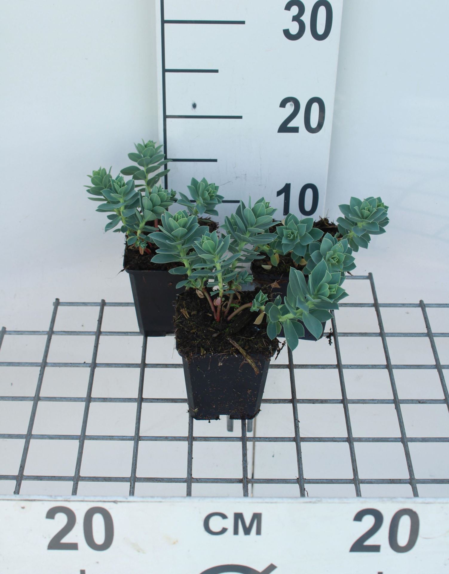 Euphorbia myrsinites - pot 9x9 cm - Blauwgroene wolfsmelk / Blauwe wolfsmelk afbeelding