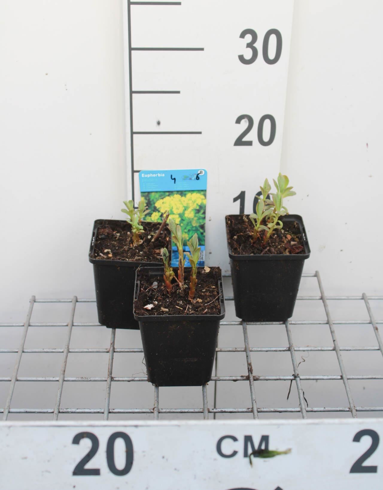 Euphorbia palustris - pot 9x9 cm afbeelding