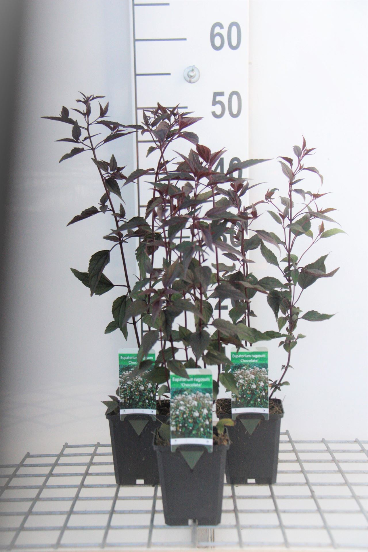 Eupatorium rugosum'Chocolate'- pot 9x9 cm afbeelding