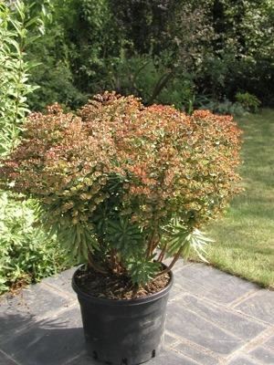 Euphorbia'Charam'(Redwing) - pot 9x9 cm afbeelding