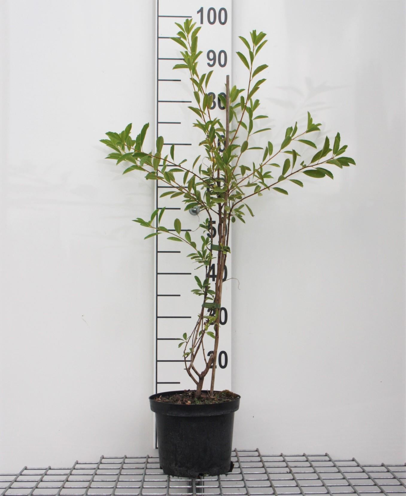 Exochorda racemosa'Niagara'- pot 3L - 25-30 cm afbeelding