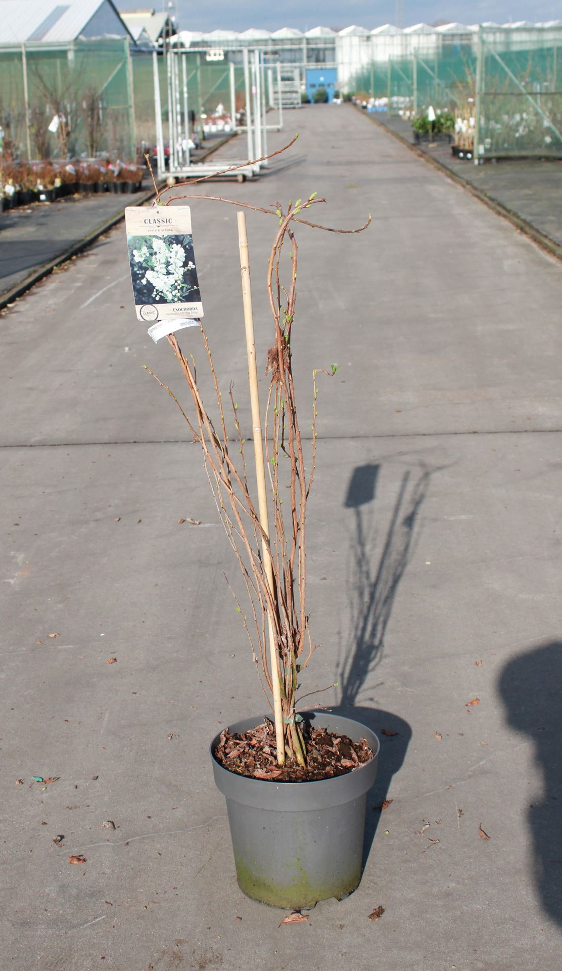 Exochorda'The Bride'- pot 12L - 100-125 cm afbeelding