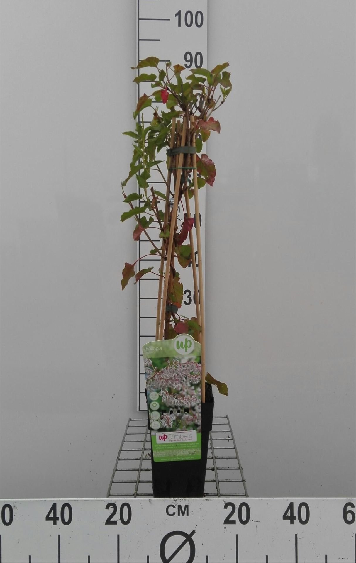 Fallopia baldschuanica - pot - 50-60 cm