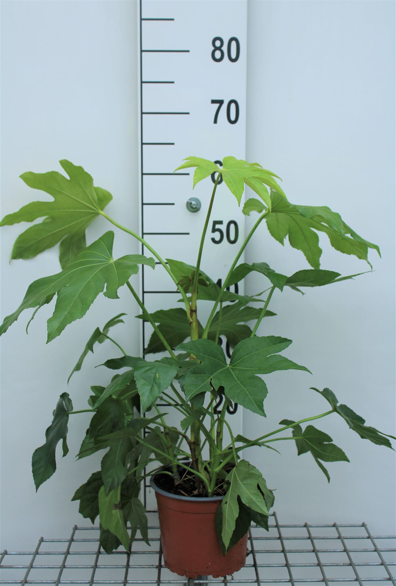 Fatsia japonica - pot - 40-60 cm -
