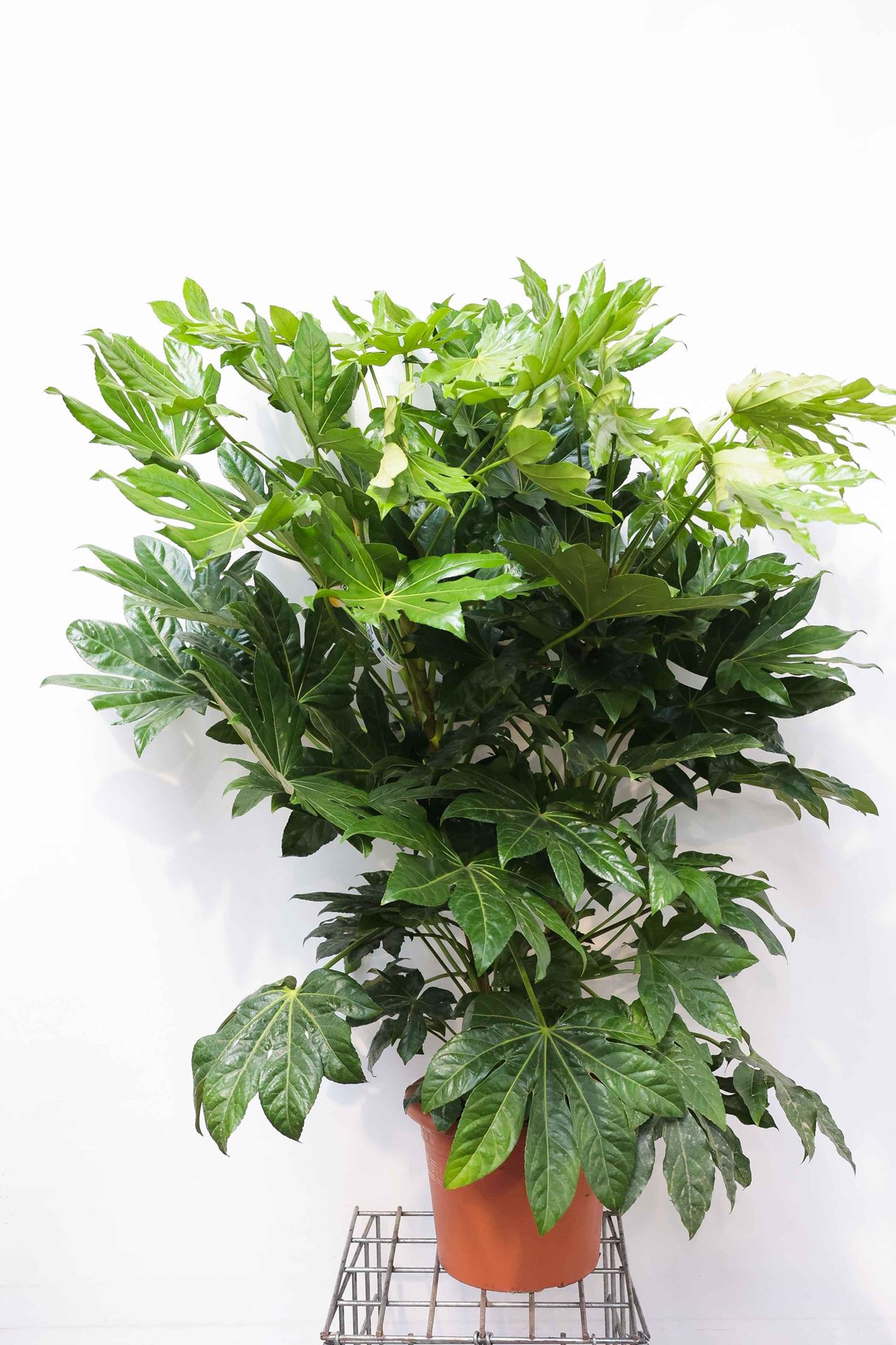 Fatsia japonica - pot 15L - 80-100 cm afbeelding