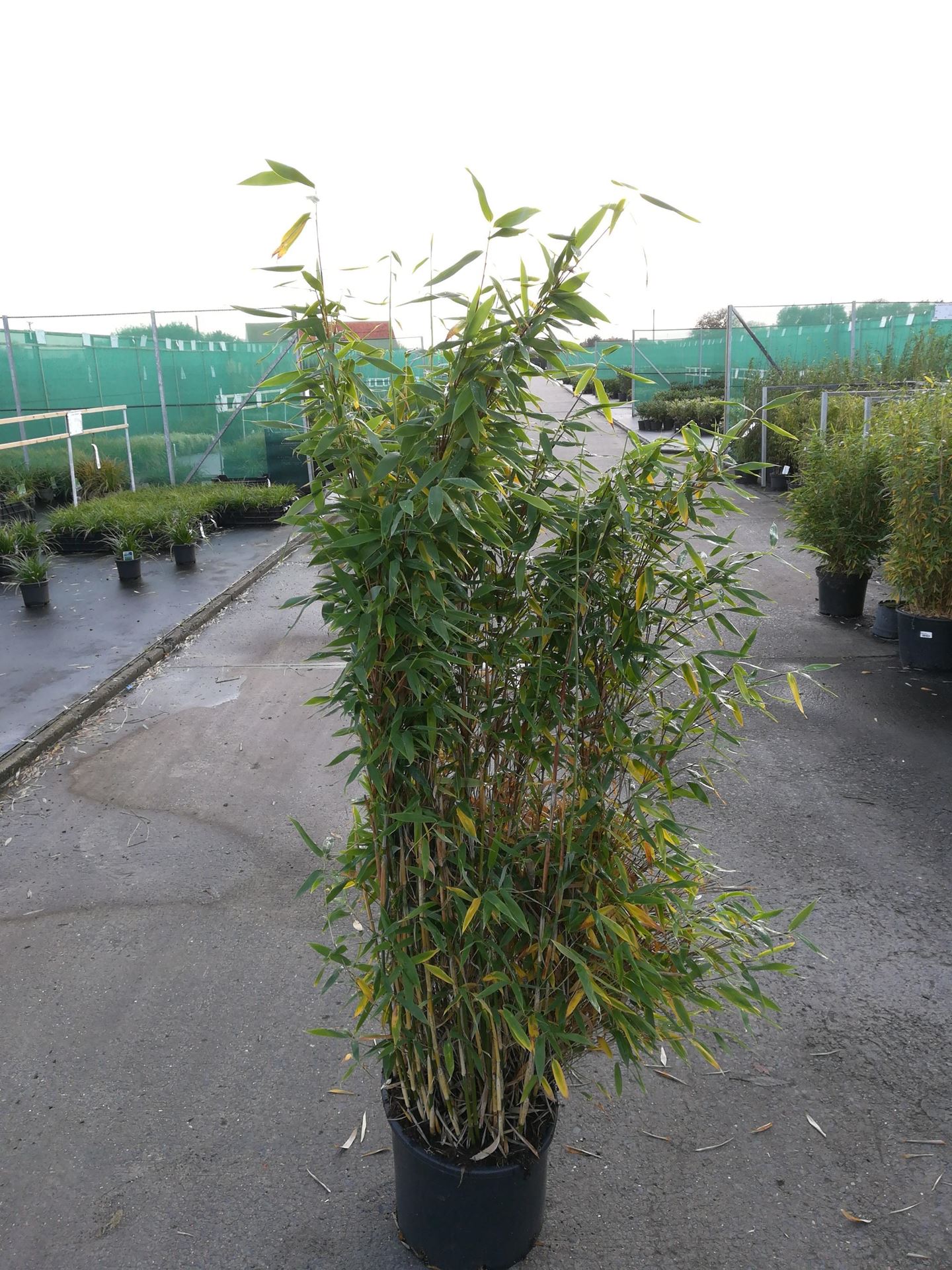 Fargesia murieliae'Jumbo'- pot 20L - 125-150 cm afbeelding