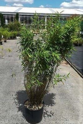 Fargesia murieliae 'Panda' - pot 10L - 60-80 cm