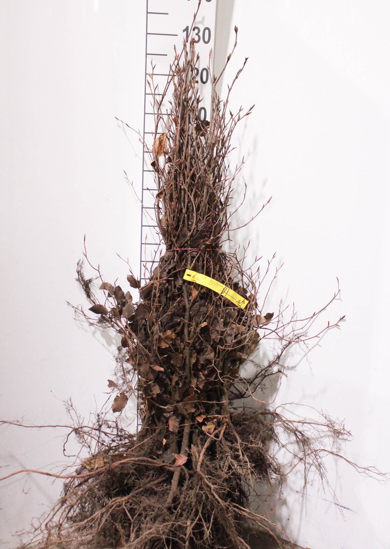 Fagus sylvatica'Atropunicea'- blote wortel - 80-100 cm afbeelding