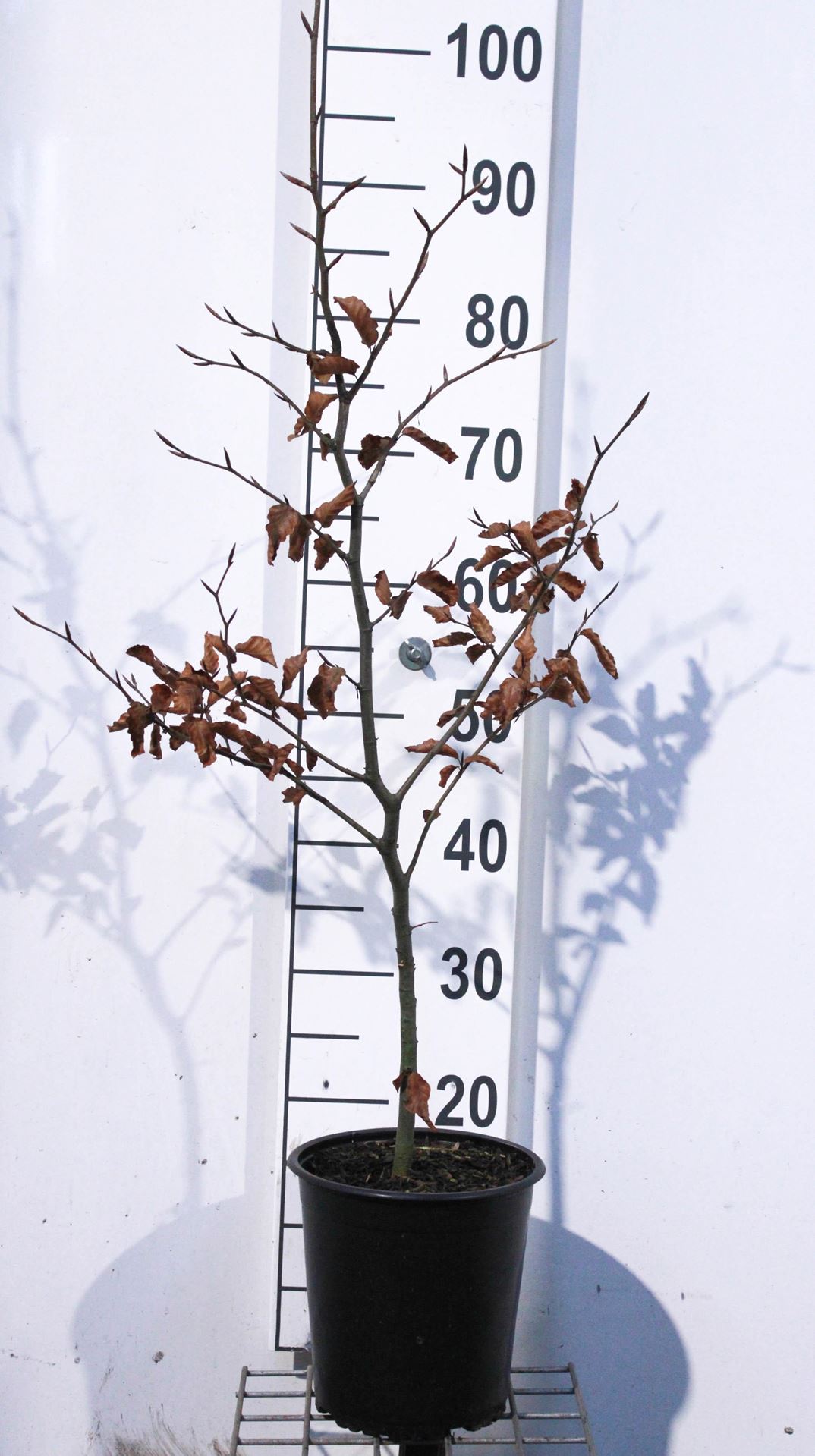 Fagus sylvatica'Atropunicea'- pot - 80-100 cm afbeelding