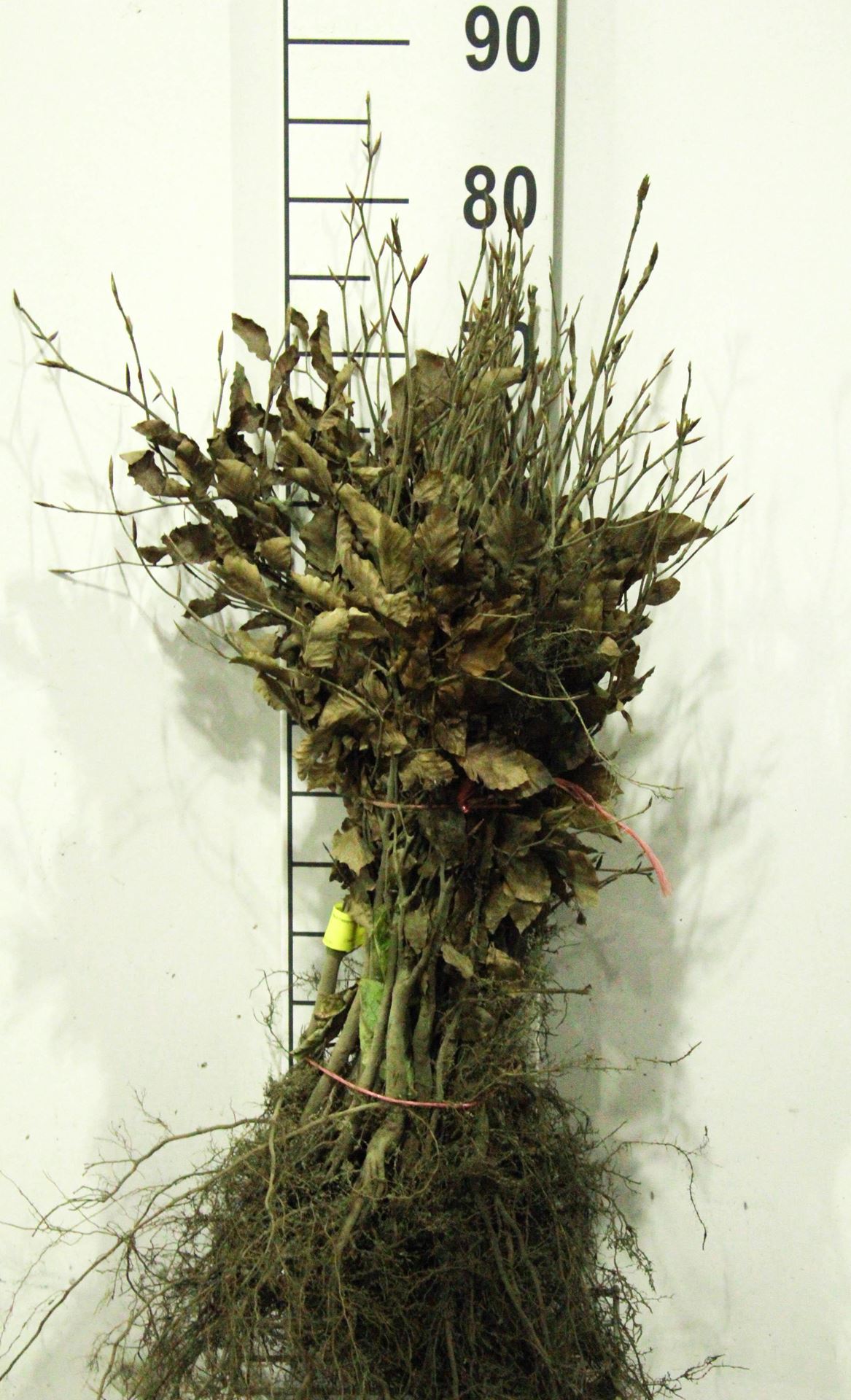 Fagus sylvatica'Atropunicea'- blote wortel - 40-60 cm afbeelding