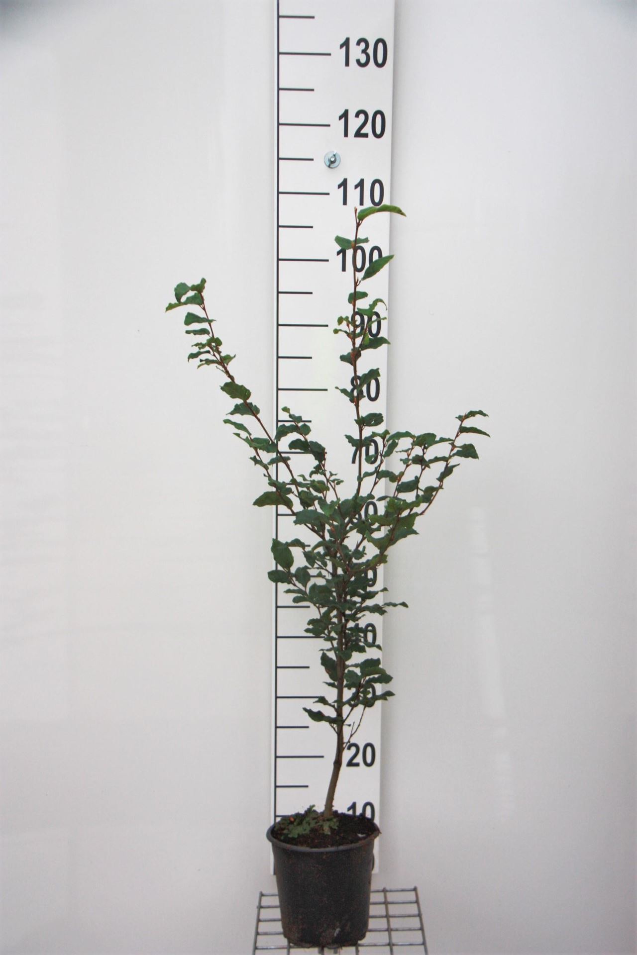 Fagus sylvatica - pot - 80-100 cm afbeelding