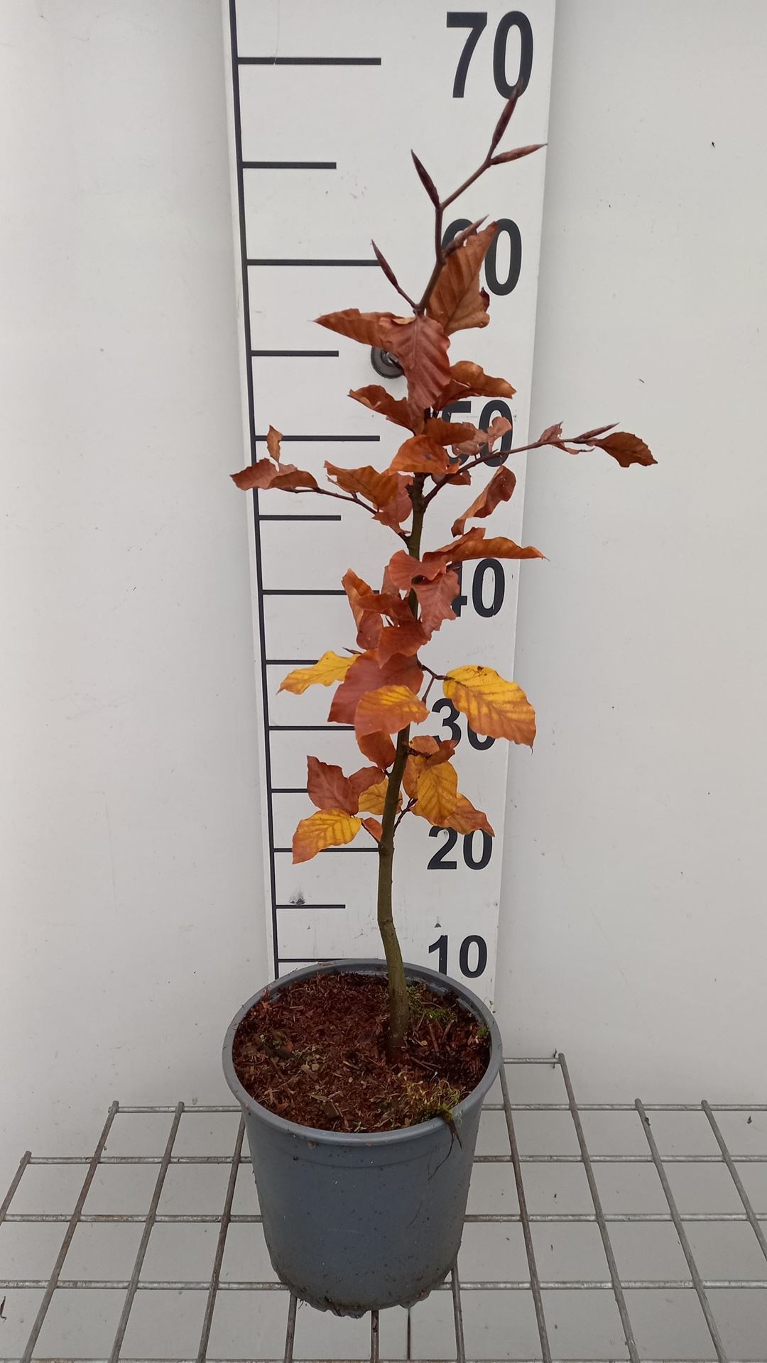 Fagus sylvatica - pot - 40-60 cm - Beuk / Europese beuk / Gewone beuk afbeelding