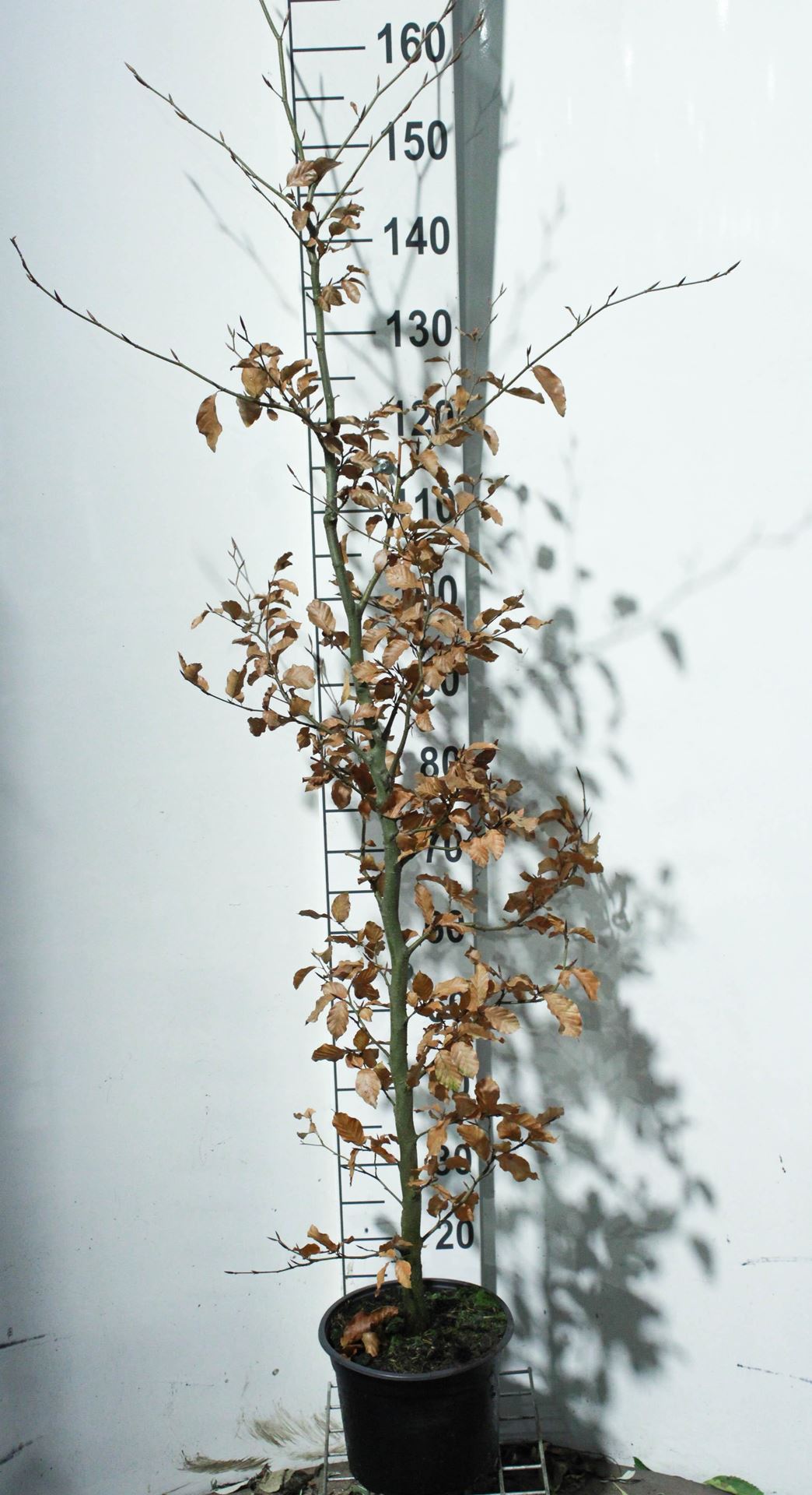 Fagus sylvatica - pot 5L - 125-150 cm - Beuk / Europese beuk / Gewone beuk afbeelding